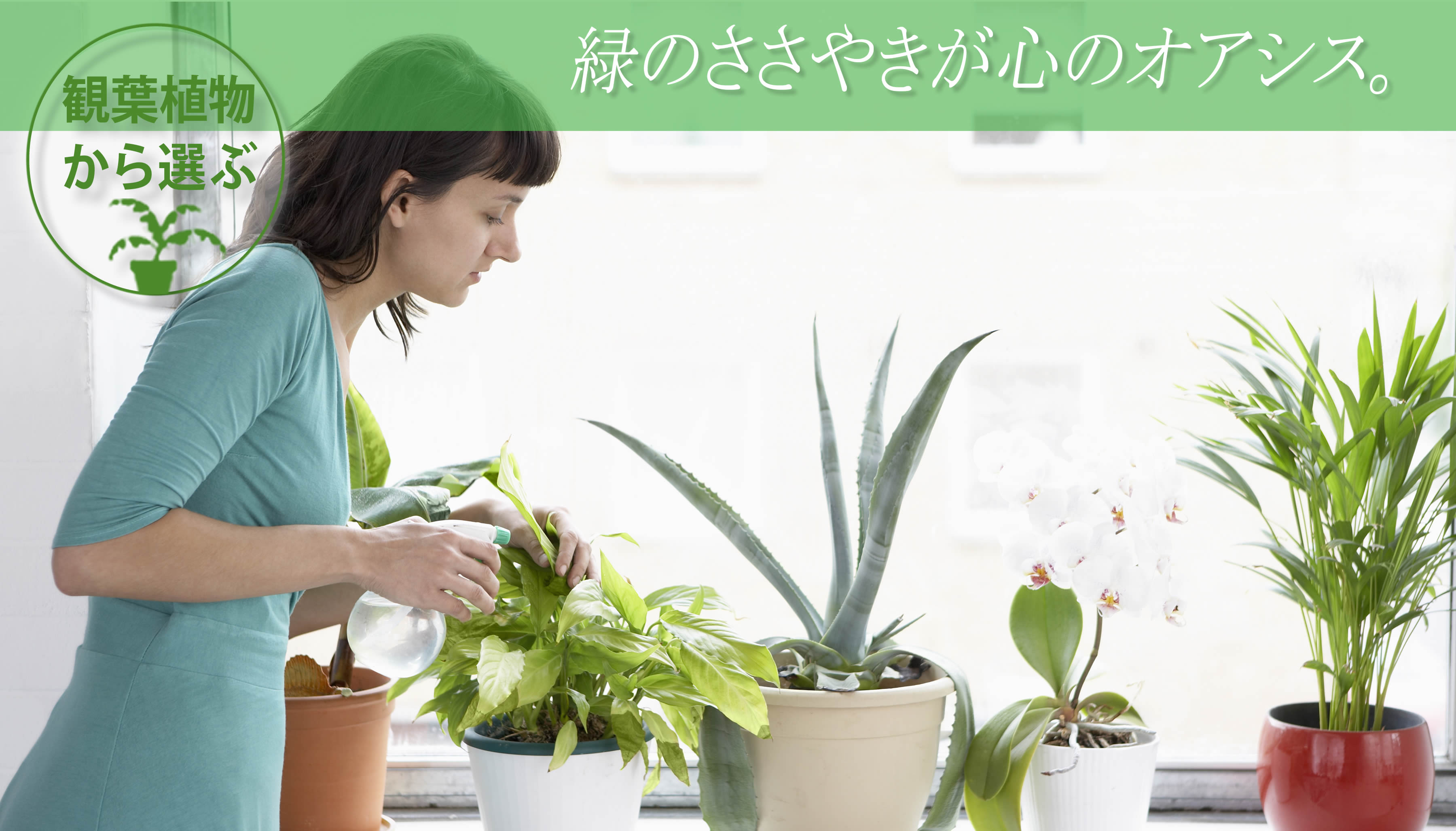 観葉植物カテゴリー、ギフト用鉢植えのお花、観葉、多肉の通販専門店