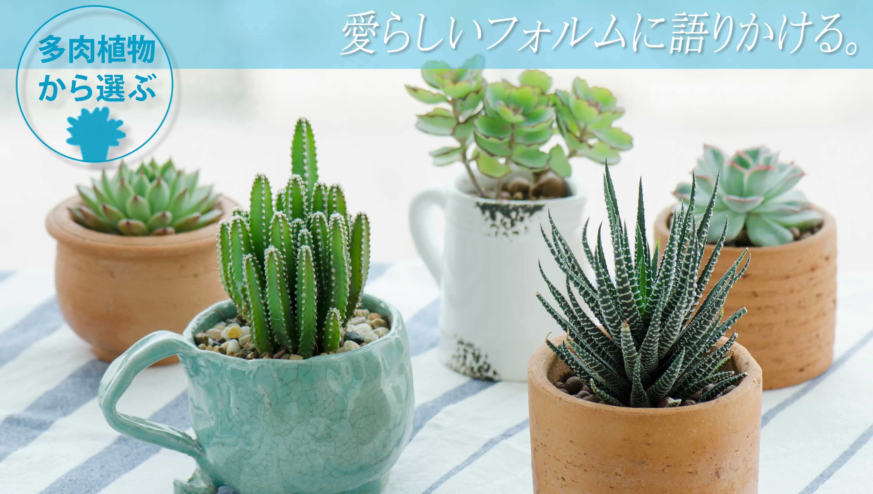 多肉植物カテゴリー、ギフト用鉢植えのお花、観葉、多肉の通販専門店