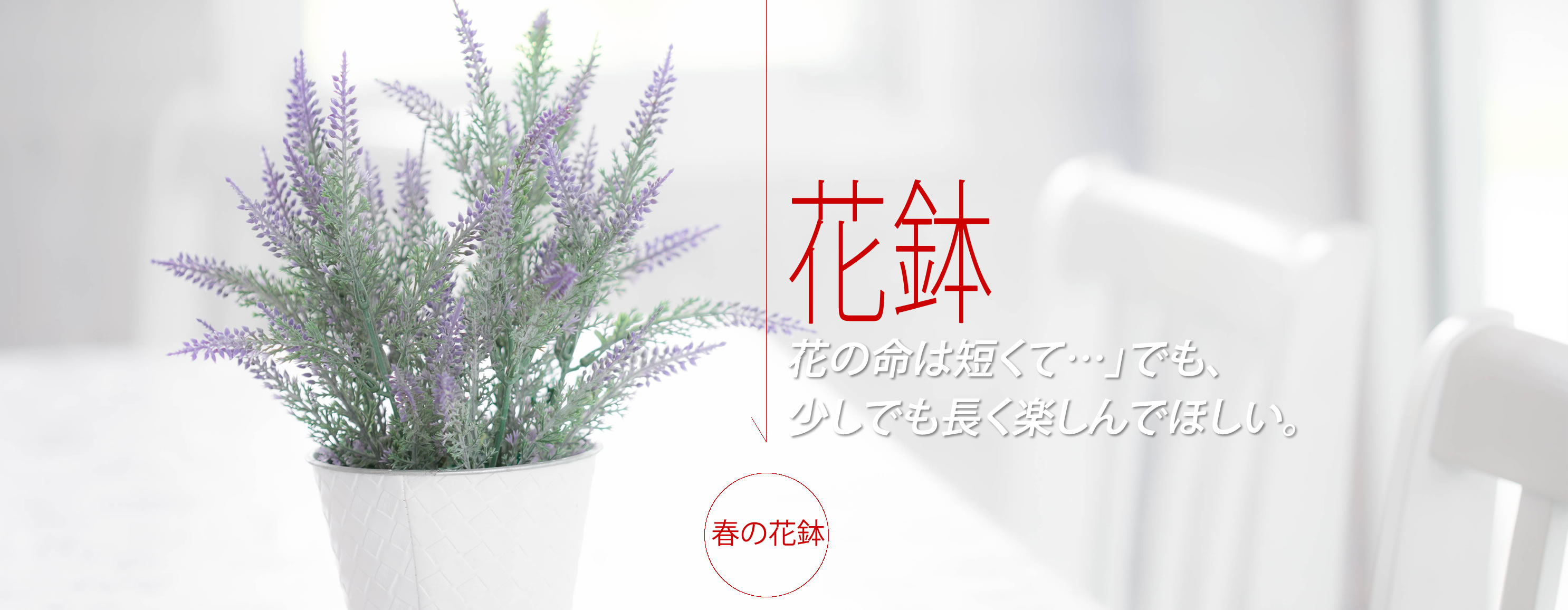 ギフト用鉢花のカテゴリー、鉢植えのお花、観葉、多肉の通販専門店